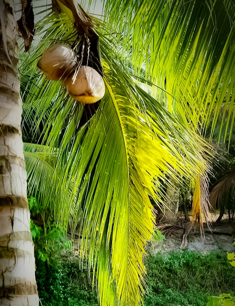 Semi husked coconut, Vietnamese semi husked coconut, Salinity, Saltwater Intrusion, Vietnamese coconut, Vietnamese coconut supplier, Import coconut, Coconut Exporter, Coconut Supplier, Fresh coconut, Tender coconut, Frozen Coconut Milk