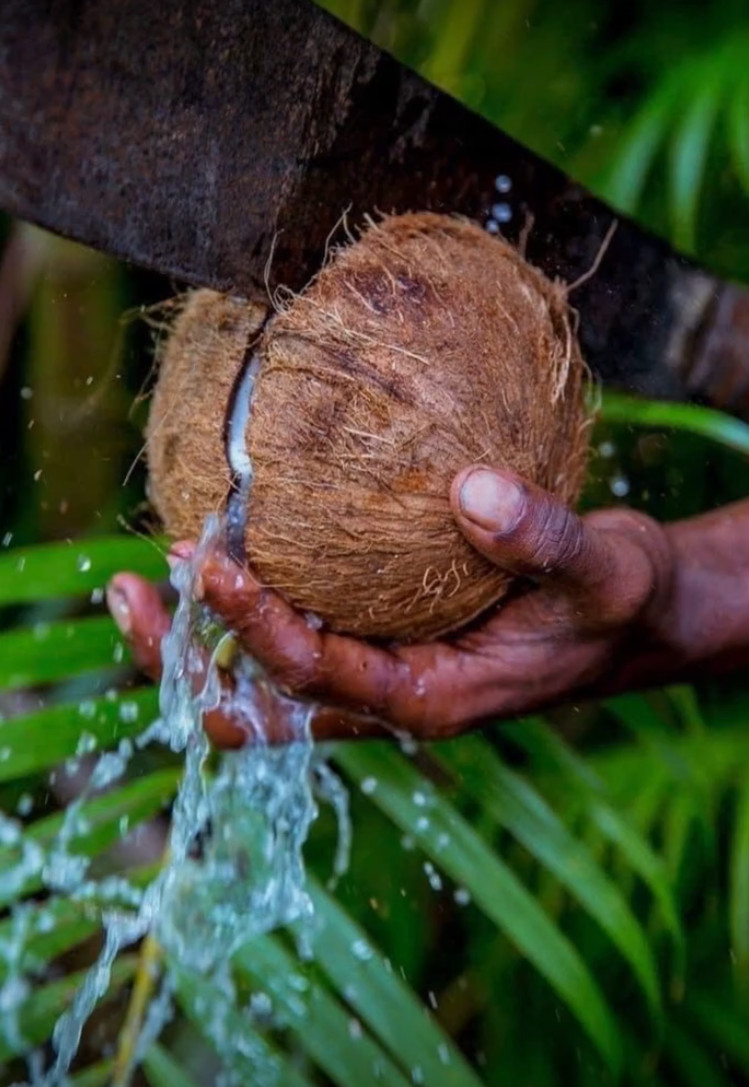 Fully husked coconuts have shorter shelf-life compared to semi-husked coconuts which are suitable the most for domestic industrial productivity and instant usage