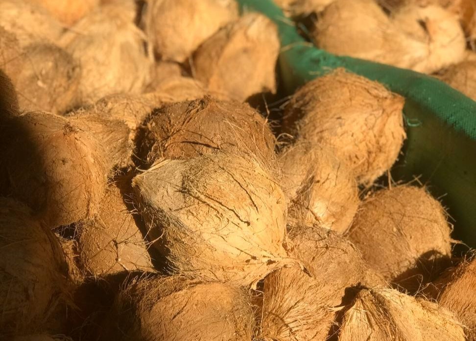 SEMI - HUSKED COCONUT